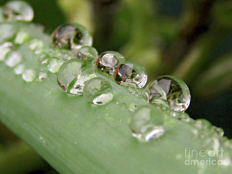  Lovely Rain Beads Photograph by Kim Tran