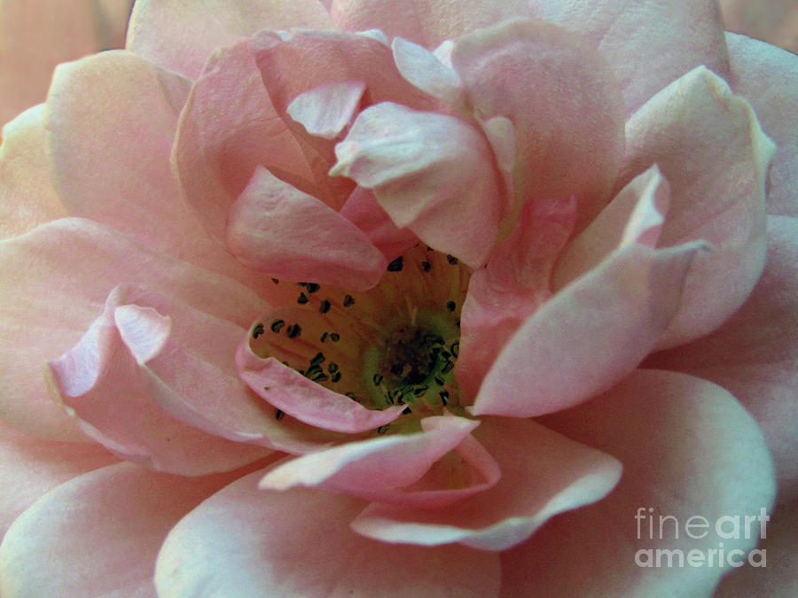 Lovely Rose Macro Photograph by Kim Tran