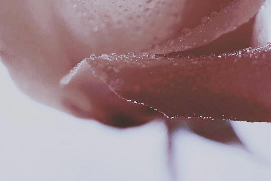 Lovely Rose of Rain Photograph by The Art Of Marilyn Ridoutt-Greene