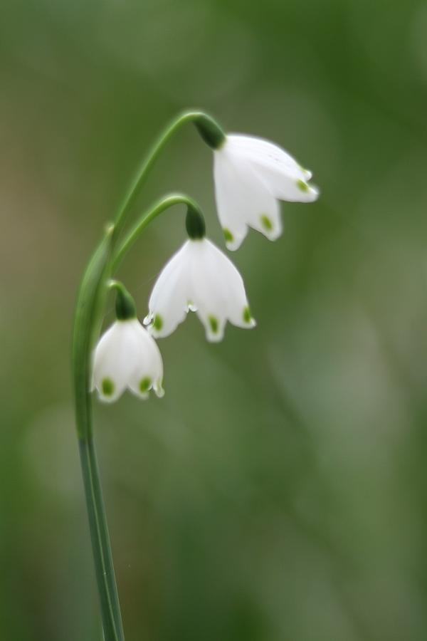 Lovely Snowbells Photograph by Kylie Jeffords