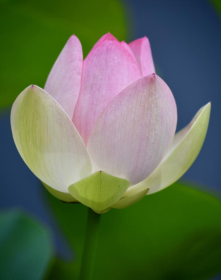 Lovely Soft Lotus Photograph by Richard Bryce and Family