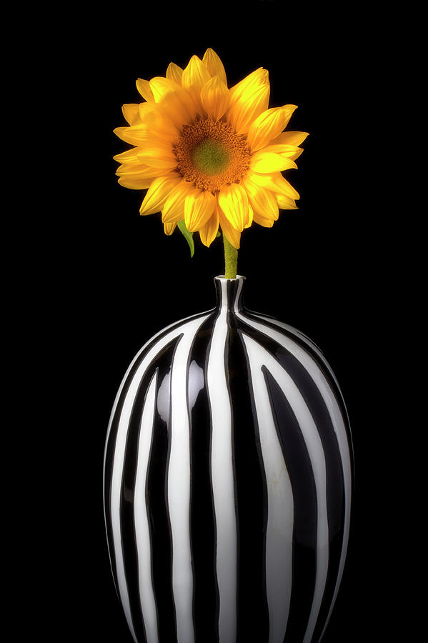 Sunflower Photograph - Lovely Sunflower In Striped Vase by Garry Gay