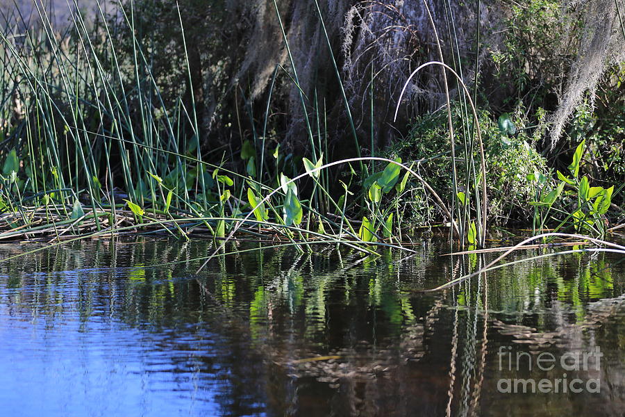Lovely Swamp Photograph by Carol Groenen