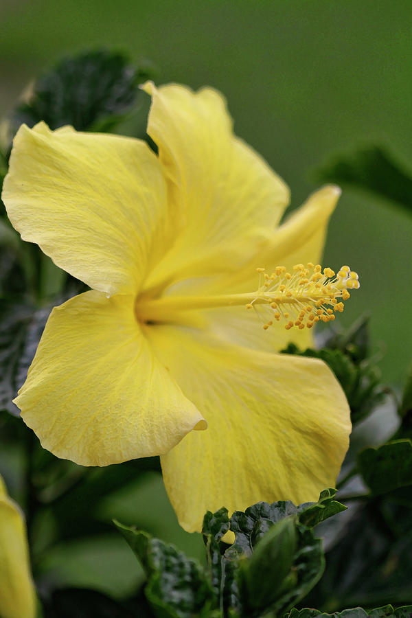 Lovely Tropical Yellow Hibiscus Blossom Photograph by Kathy Clark
