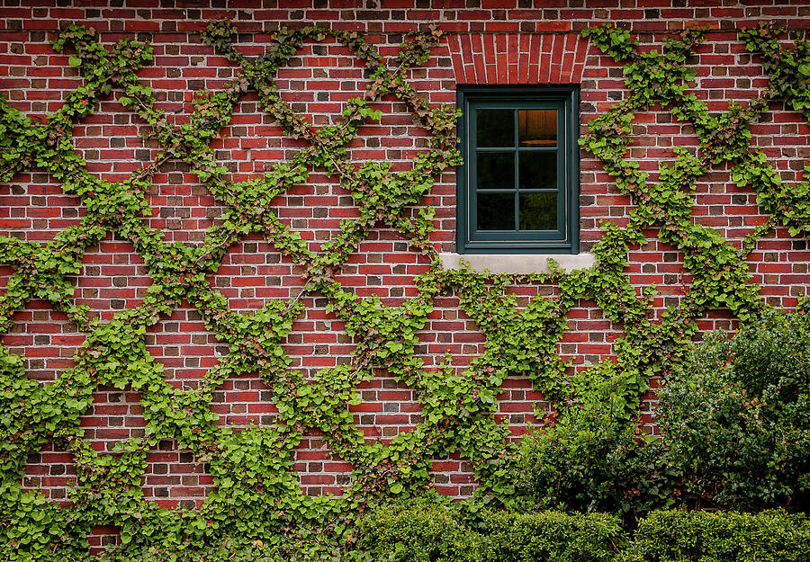 Lovely Wall of Ivy Photograph by Lloyd Gillies Lovely Wall of Ivy Photograph by Lloyd Gillies