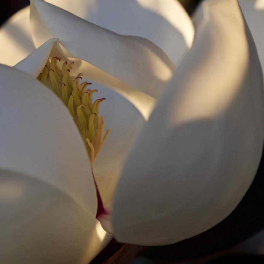 Lovely White Magnolia Photograph by L Bosco