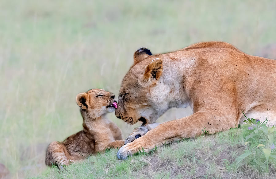 Lion Photograph - Lovely With Mom by Jie  Fischer