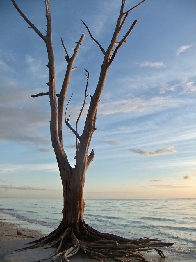 Lovers Key Tree Photograph by Kathy Ozzard Chism