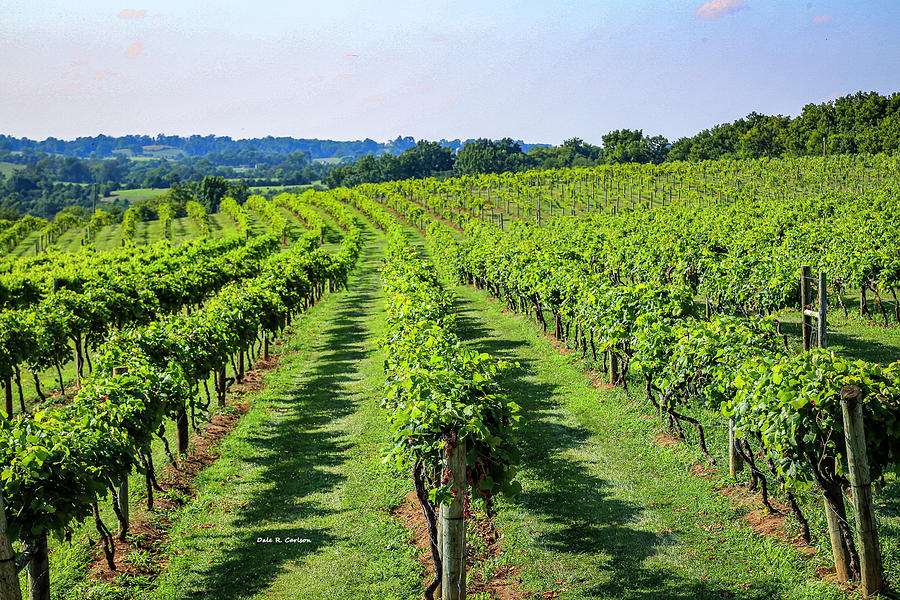 Lovers Leap Vineyards Photograph by Dale R Carlson