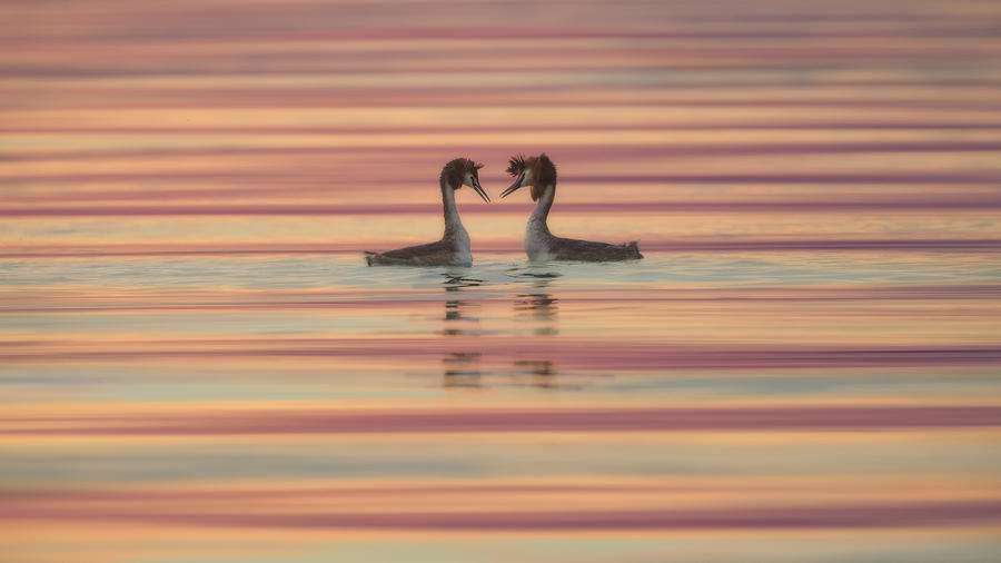 Bird Photograph - Lovers by Roberto Marchegiani
