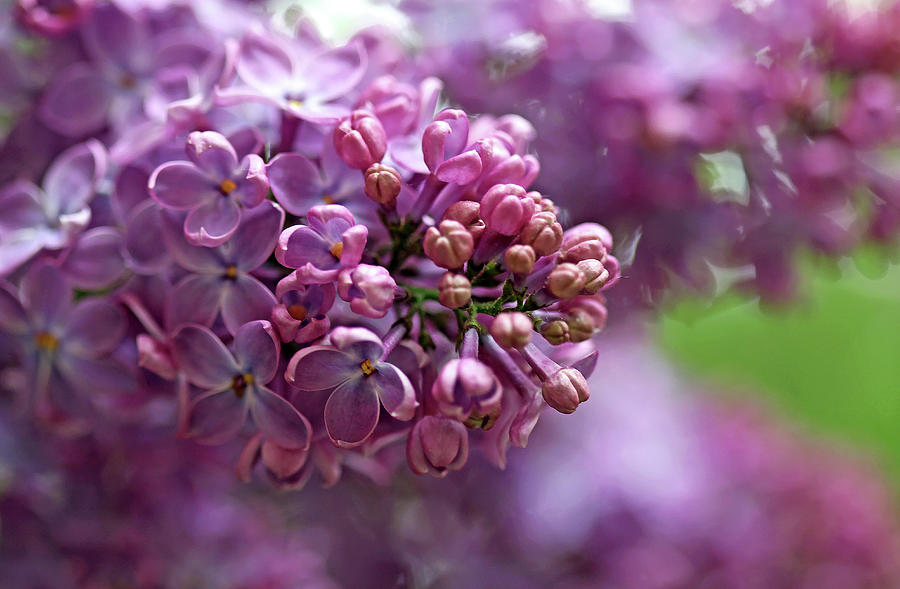 Loving Lilacs Photograph by Debbie Oppermann
