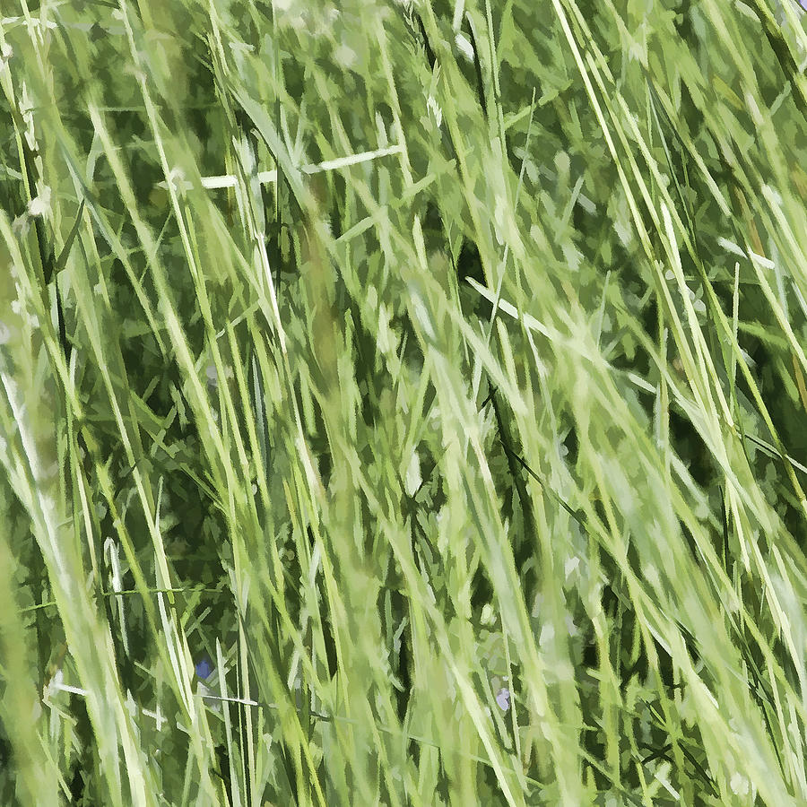 Loving Long Grass - Photograph by Julie Weber
