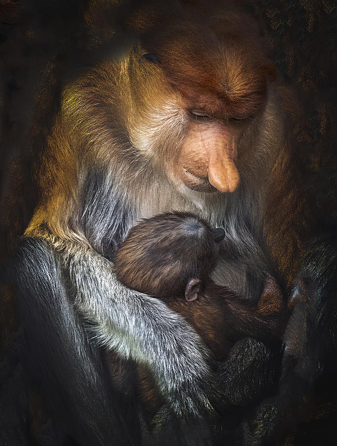 Ape Photograph - Loving Mother by Antonyus Bunjamin (abe)