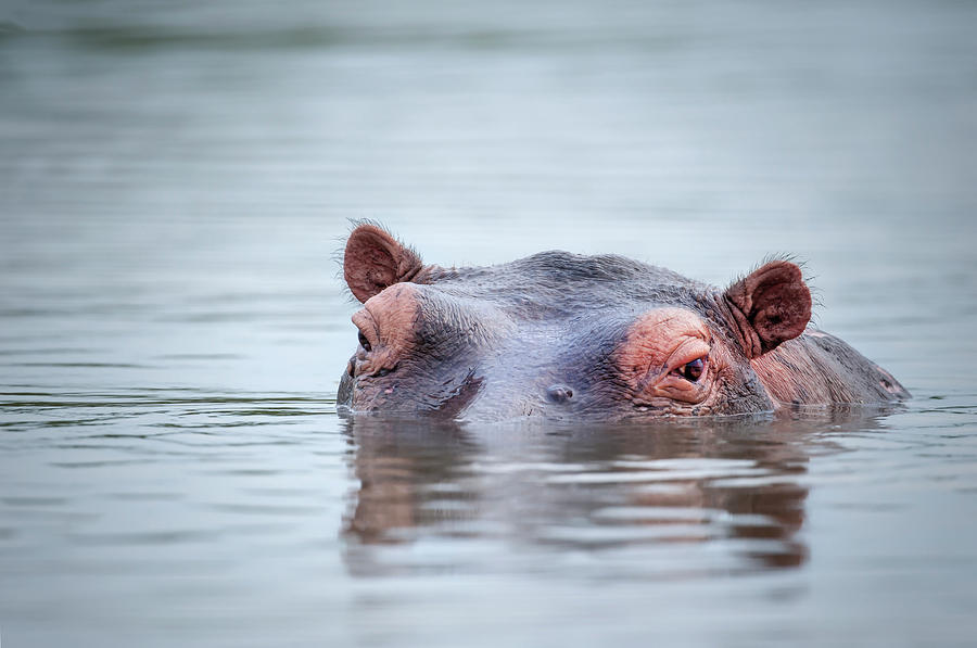 Low Angle Portrait Of A Swimming Hippo Photograph by Guenterguni
