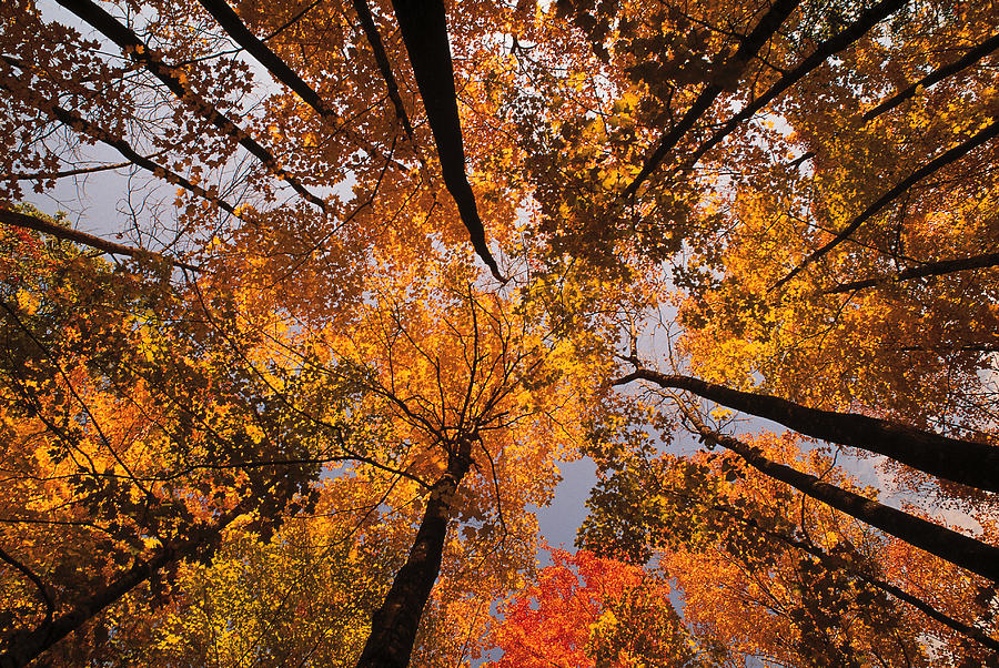 Low Angle View Looking Up Autumn Photograph by Comstock