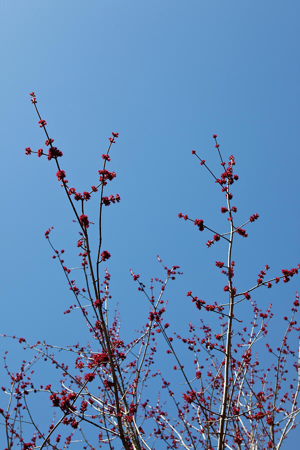 Low Angle View Of A Blossoming Cherry Photograph by Caspar Benson