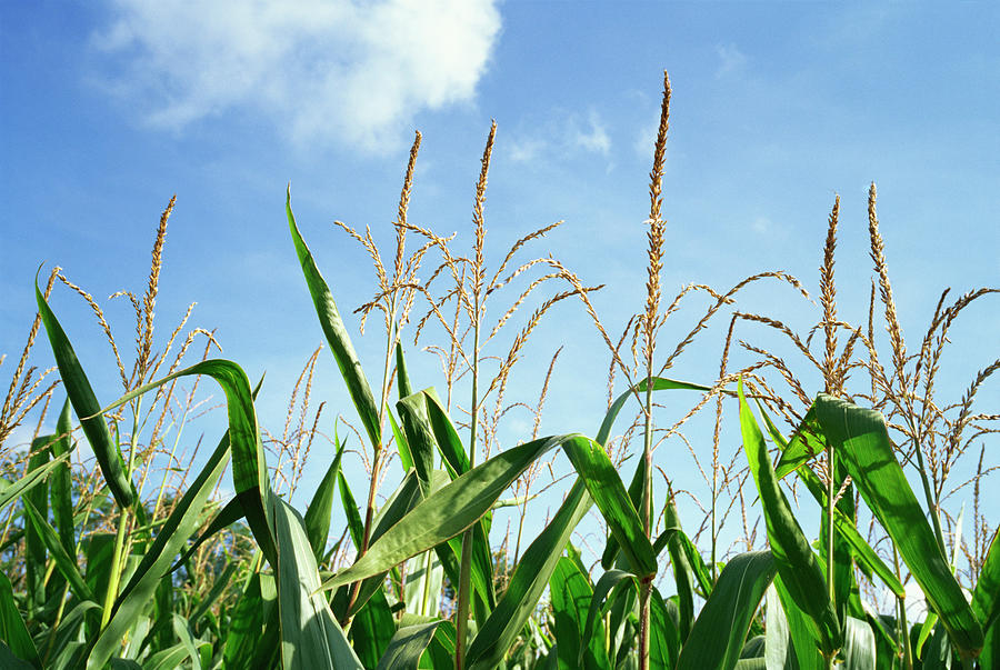 Low Angle View Of A Corn Crop Photograph by Stockbyte