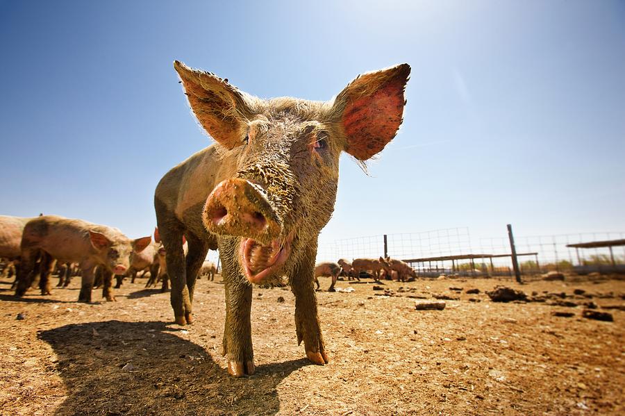 Low Angle View Of A Pig Smiling In A Photograph by Tyler Stableford