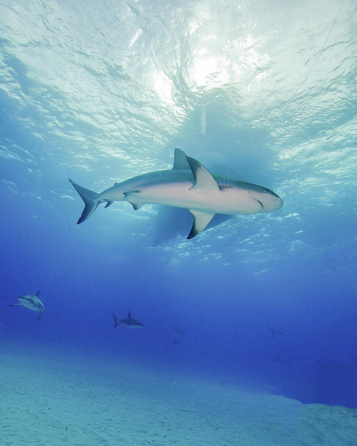 Low Angle View Of A Reef Shark Photograph by Brent Barnes