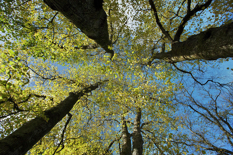 Low Angle View Of Autumnal Coloured Photograph by Nhpa