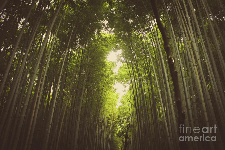 Low-angle View Of Bamboo Grove, Sagano Photograph by Tina He