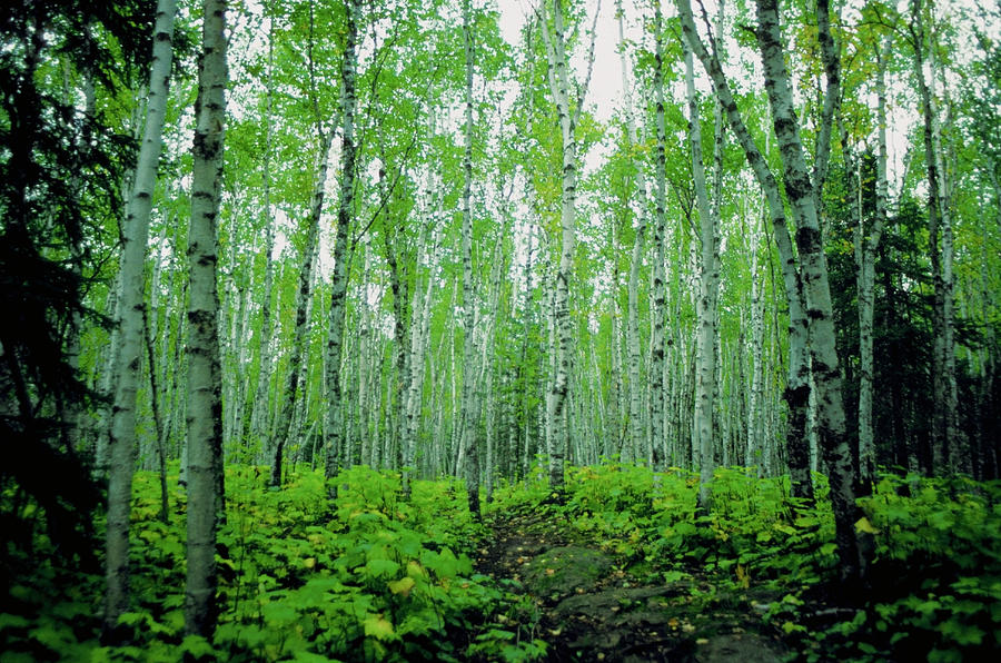 All-season trees: River birch - MSU Extension