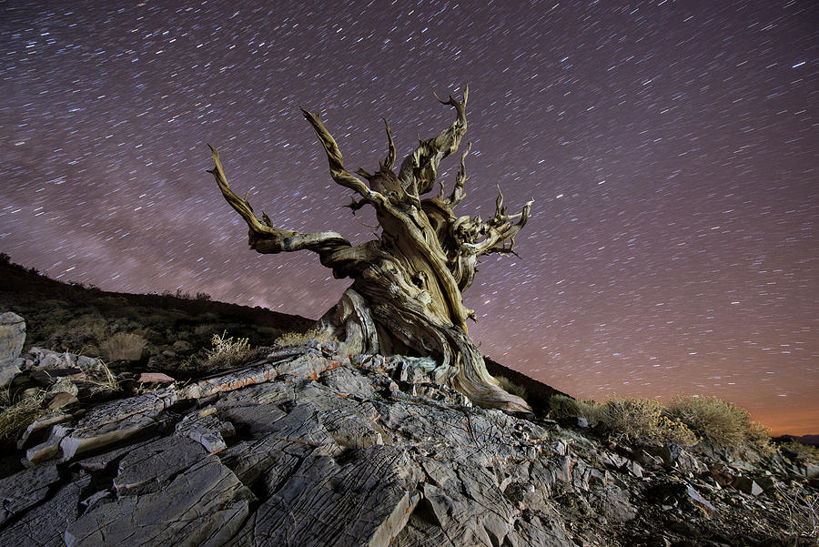 Low Angle View Of Bristlecone Pine Against Star Trails At Night Photograph by Cavan Images Low Angle View Of Bristlecone Pine Against Star Trails At Night Photograph by Cavan Images