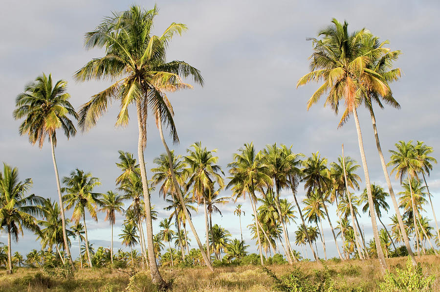 Low Angle View Of Coconut Palm Grove Photograph by Kerstin Geier