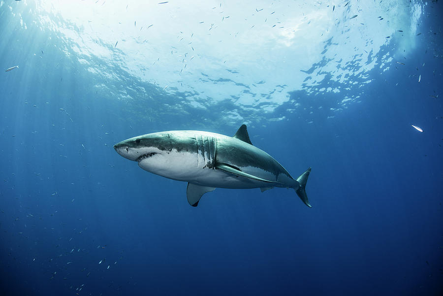 Great White Shark Digital Art - Low Angle View Of Great White Shark, Guadalupe, Mexico by Rodrigo Friscione