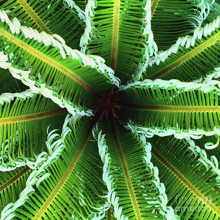 Low Angle View Of Palm Leaves Photograph by Tierra Kater / Eyeem Low Angle View Of Palm Leaves Photograph by Tierra Kater / Eyeem