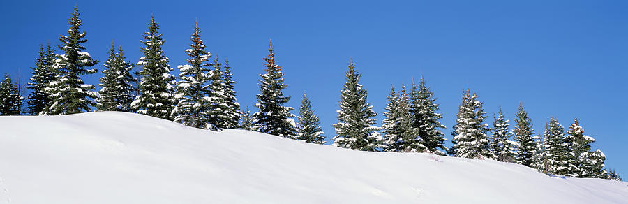 Low Angle View Of Spruce Trees, San Photograph by Panoramic Images