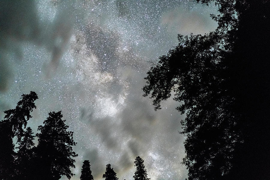 Redwood National Park Photograph - Low Angle View Of Star Field In Sky At Redwood National Park by Cavan Images
