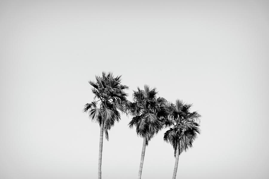 Low Angle View Of Three Palm Trees Photograph by Panoramic Images