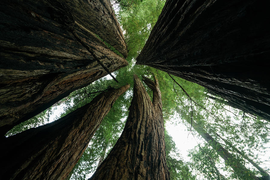 Redwood National Park Photograph - Low Angle View Of Trees Against Sky At Redwood National Park by Cavan Images