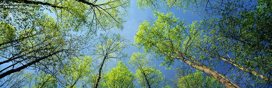 Nature Photograph - Low Angle View Of Yellow Poplar Trees by Panoramic Images