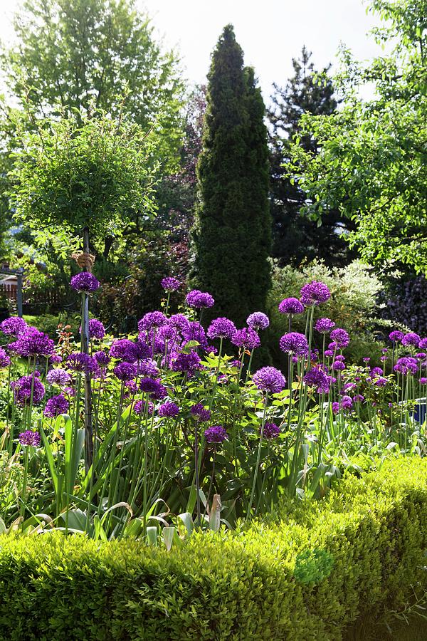Low Box Hedge Edging Bed Of Alliums Photograph by Anneliese Kompatscher