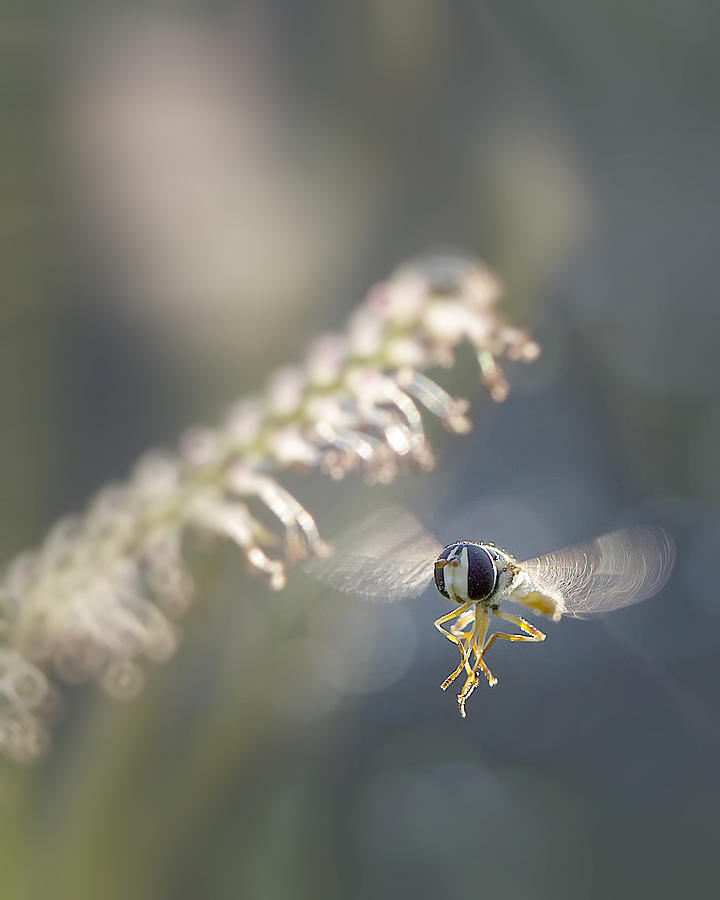 Low Fly Zone Photograph by Fauzan Maududdin
