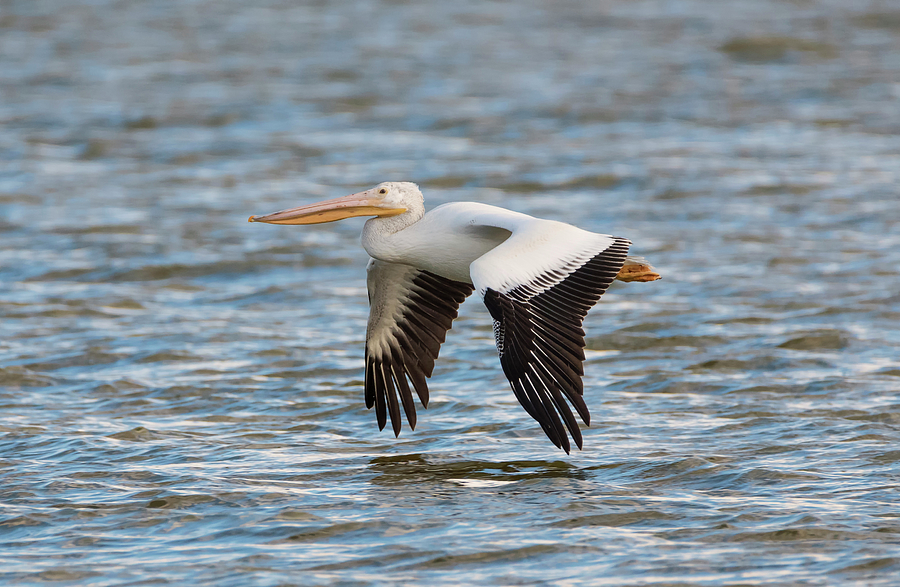 Low Flying Pelican Photograph by Loree Johnson