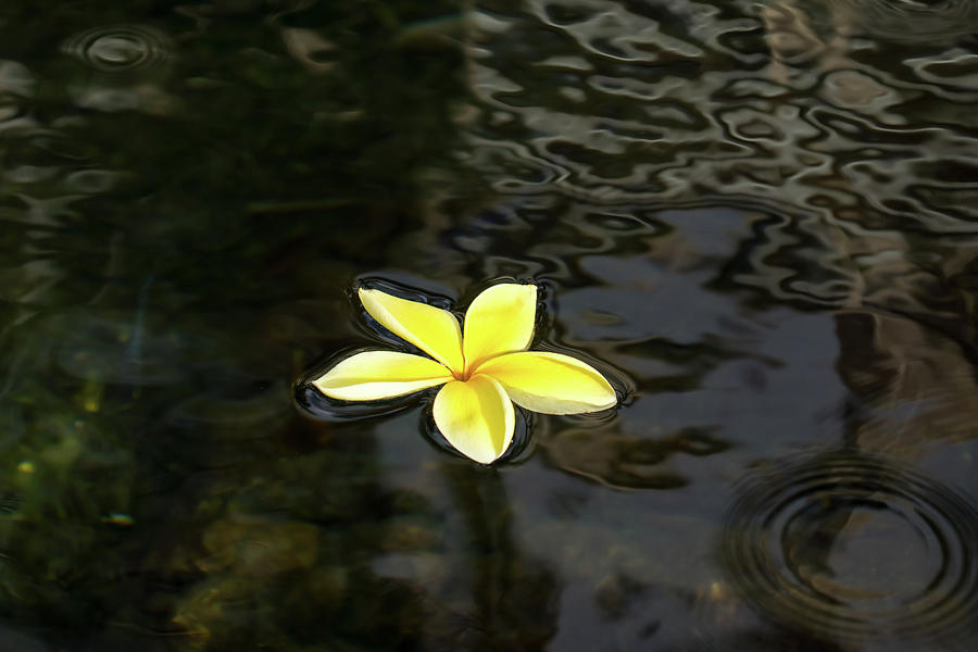 Low Key Beauty - Golden Plumeria Blossom in Dark Waters Photograph by Georgia Mizuleva