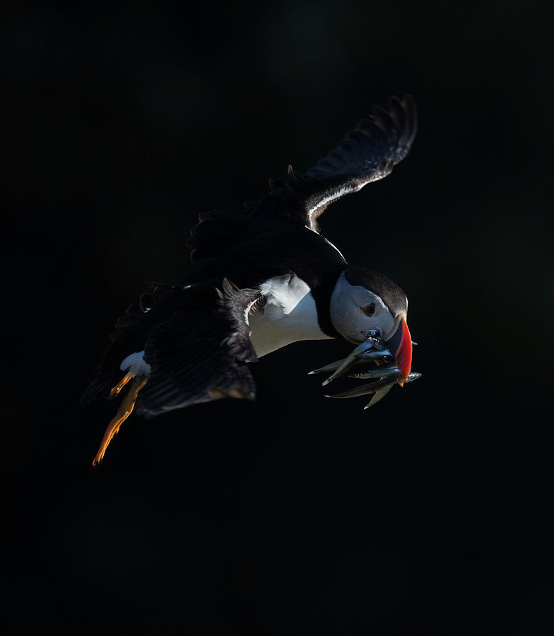 Low Key Puffin In Flight Photograph by Pete Walkden