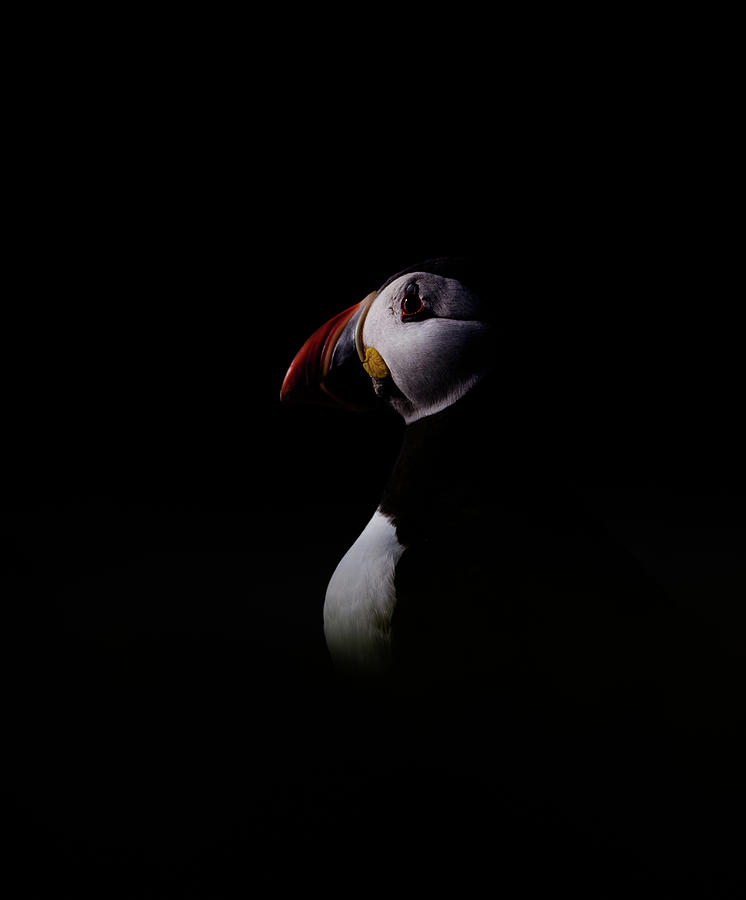 Low Key Puffin Photograph by Pete Walkden