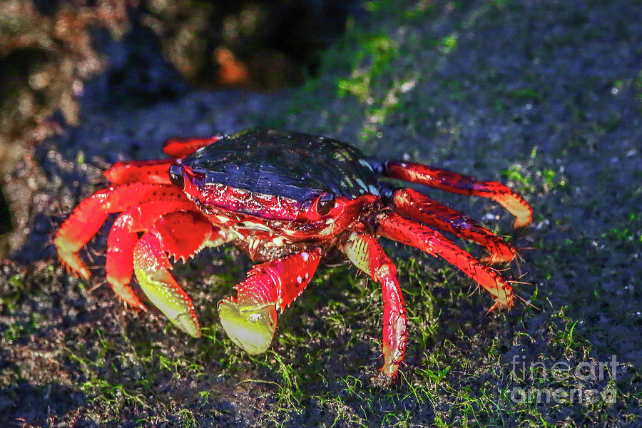 Low Tide Crab Photograph by Tom Claud