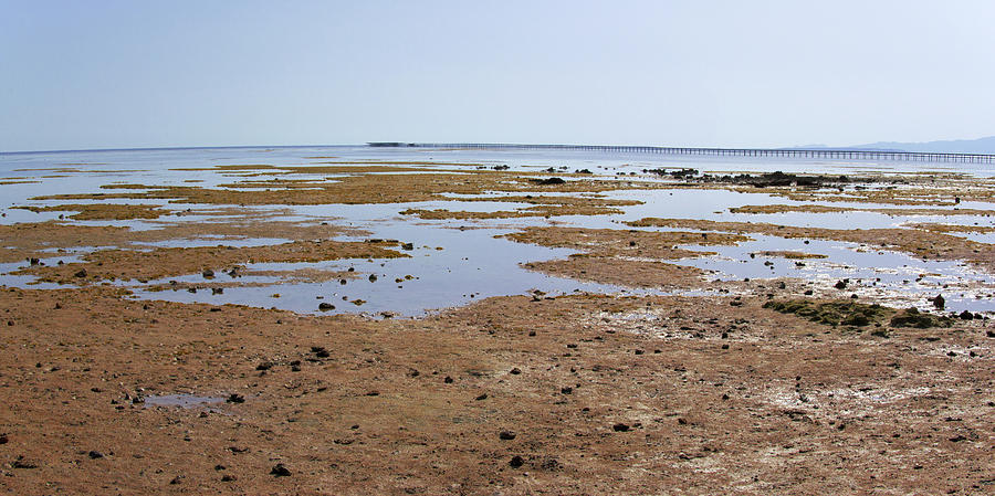 Low tide in Nabq Bay Photograph by Sun Travels
