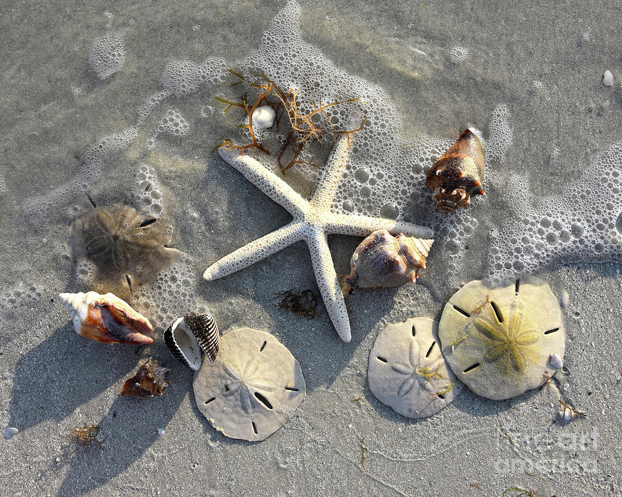 Low Tide Treasures Photograph by Catherine Sherman
