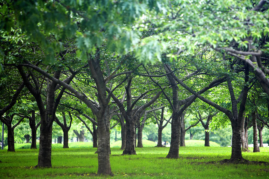 Low Trees In Flushing Meadows-corona Photograph by Ryan Mcvay