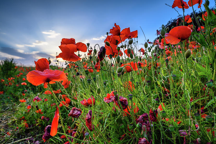 Low view of backlit Red Poppies Photograph by David Head - Fine Art America