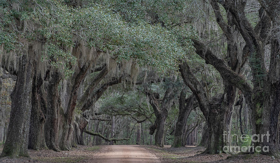 Lowcountry Avenue of Oaks  Photograph by Dale Powell