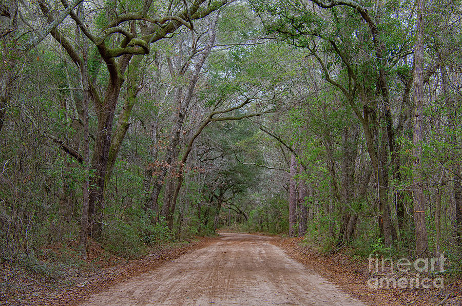 Lowcountry Dirt Road to the Angel Oak Photograph by Dale Powell