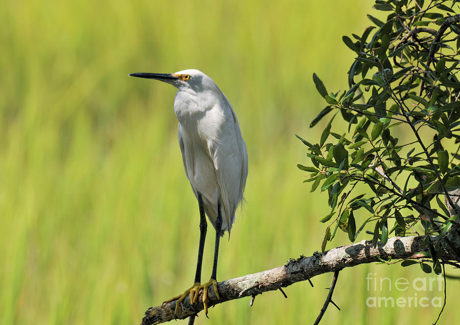 Lowcountry Marsh Heron  Photograph by Dale Powell