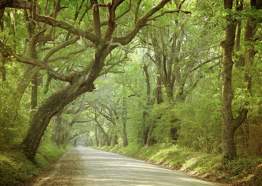 Lowcountry Road by Daniela Duncan